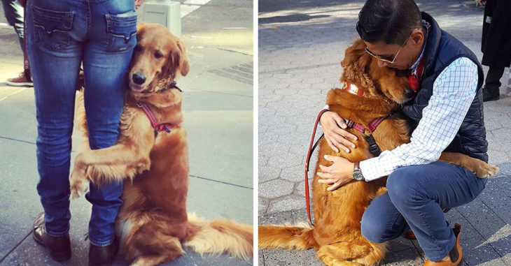 This Retriever Is Obsessed With Giving Hugs To Everyone He Meets