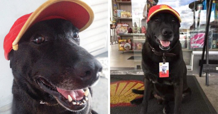 Perro abandonado en una estación de servicio obtiene un trabajo de tiempo completo