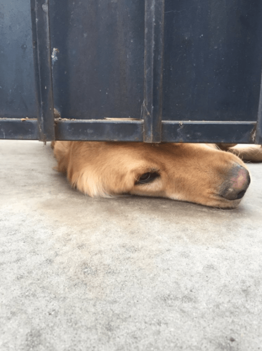 ralph el perrito más lindo
