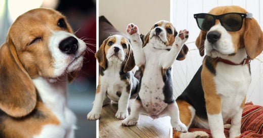 10 situaciones que solo entenderán las chicas que tienen un beagle