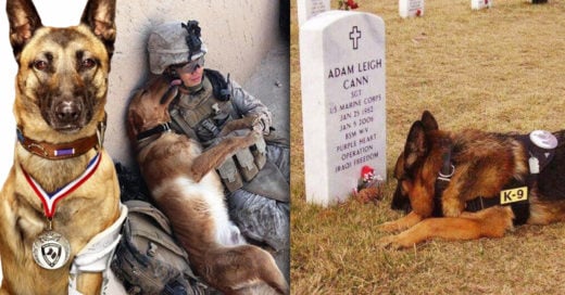 10 Conmovedoras imágenes de valientes perros al servicio de las fuerzas armadas