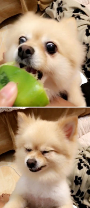 Perro comiendo limón 