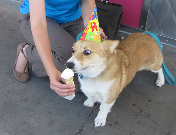 Perro corgy comiendo helado 