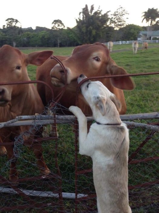 Perro besando a una vaca