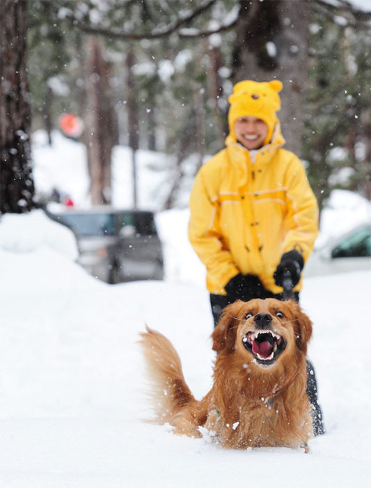 Perro en la nieve 