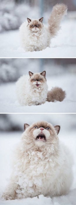 Gato sorprendido en la nieve