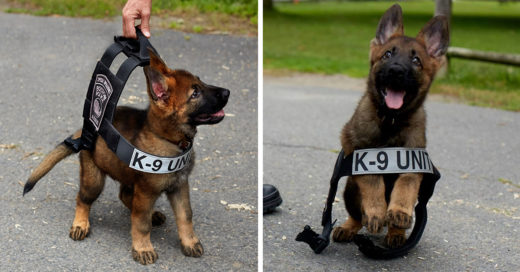 20 Lindos cachorros en su primer día de trabajo