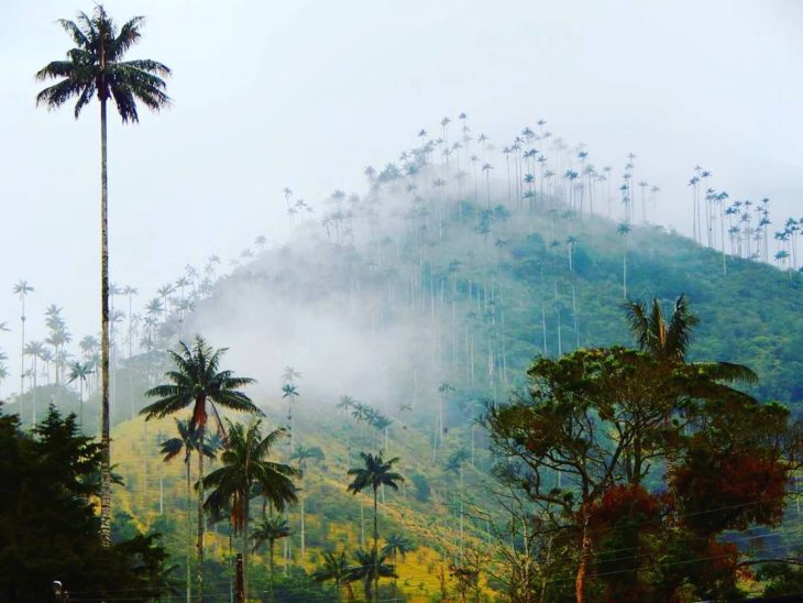 Cocora Valley, Colombia