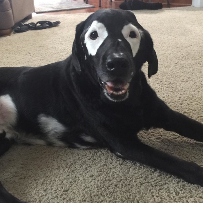 perro negro con manchas blancas 