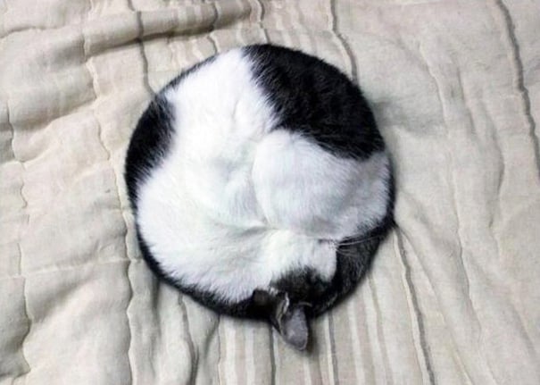 Gato recostado y hecho un circulo 