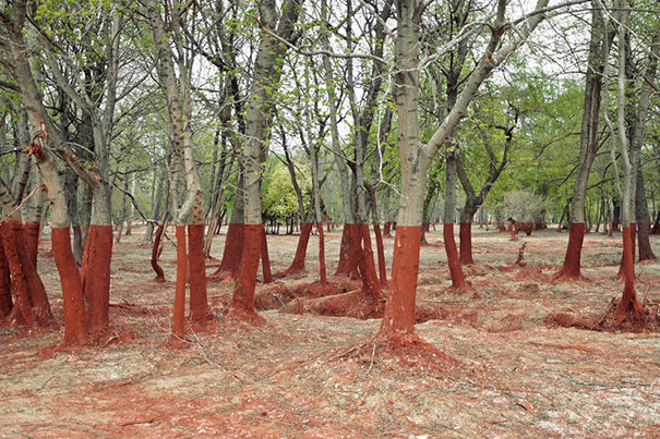 Mitad de los árboles pintados 