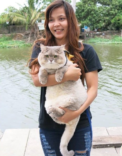 Gato tailandés