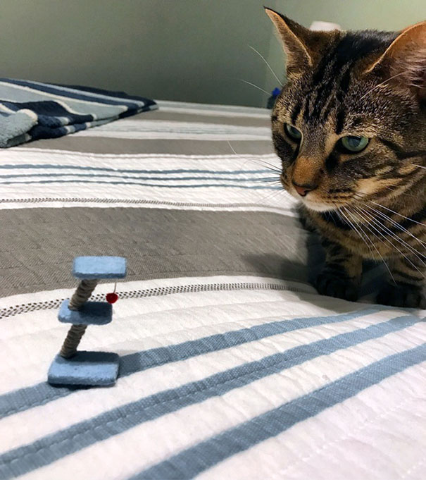 Mesa de juegos para un gato 