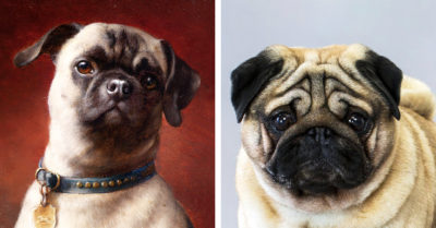 Los pugs son el reflejo de la crueldad y egoísmo humano