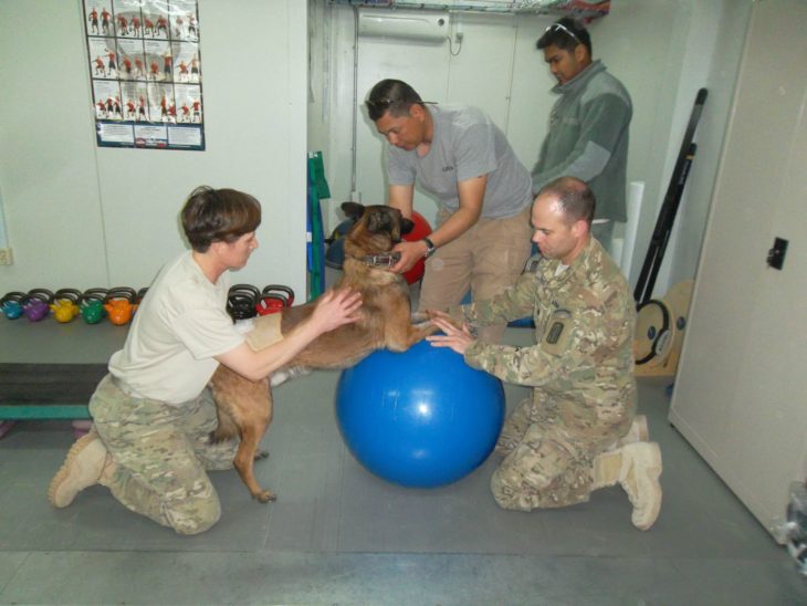 Perro de guerra