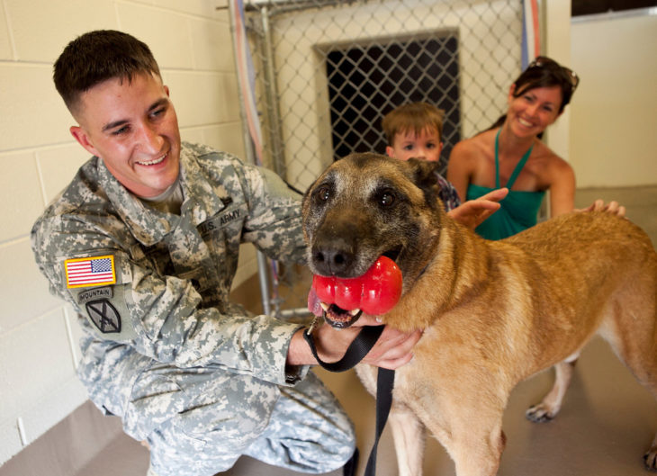 Perro de guerra