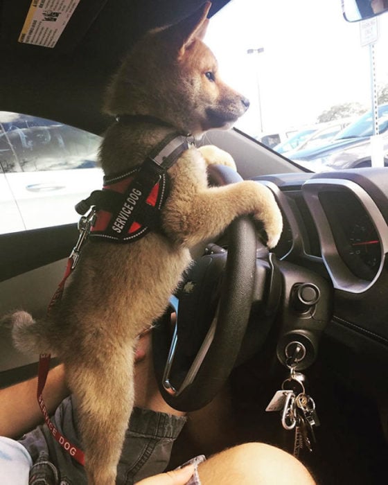 perro al volante
