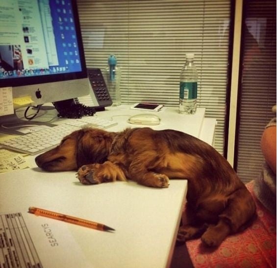 perro en oficina