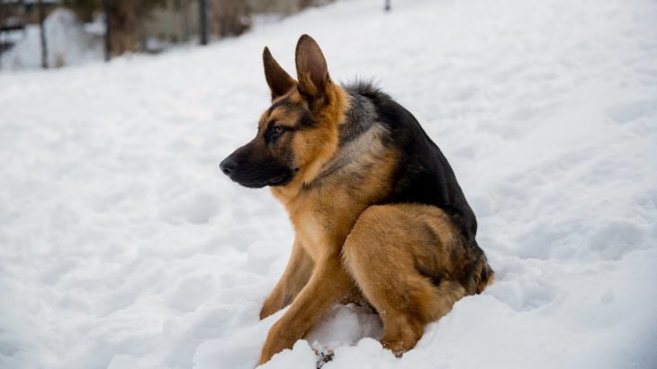 quasimodo perro joroba