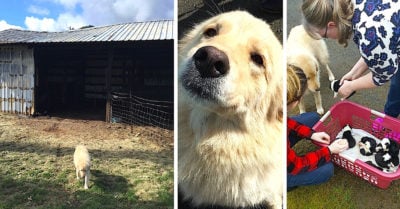 Tierna perrita adopta 8 cachorros después de perder los suyos en un incendio