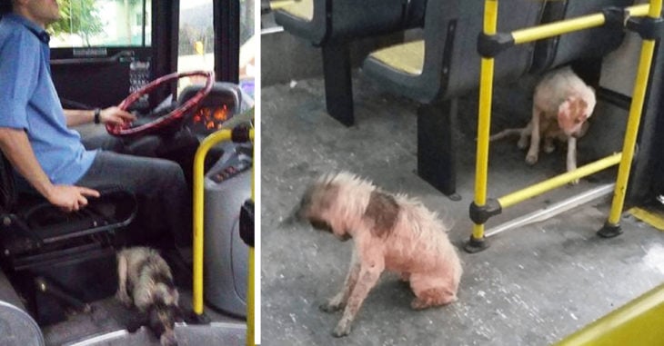 Valiente conductor de autobús arriesga su empleo para salvar a dos perritas callejeras