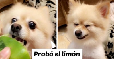 15 Animales que reaccionaron de forma inesperada ante lo desconocido