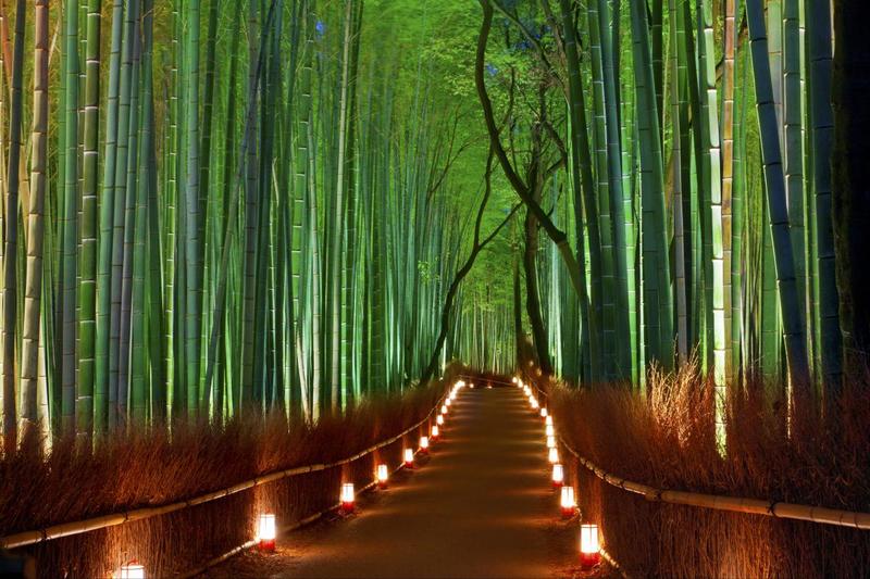 bosque de bambú, kyoto, japón