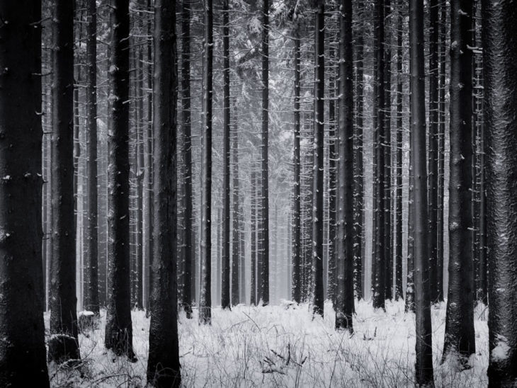 bosque negro, alemania