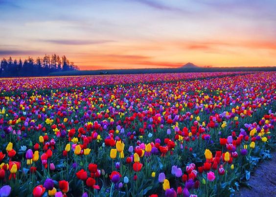 campos de tulipanes holanda