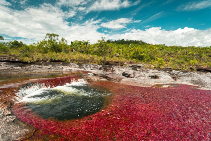caño cristales colombia