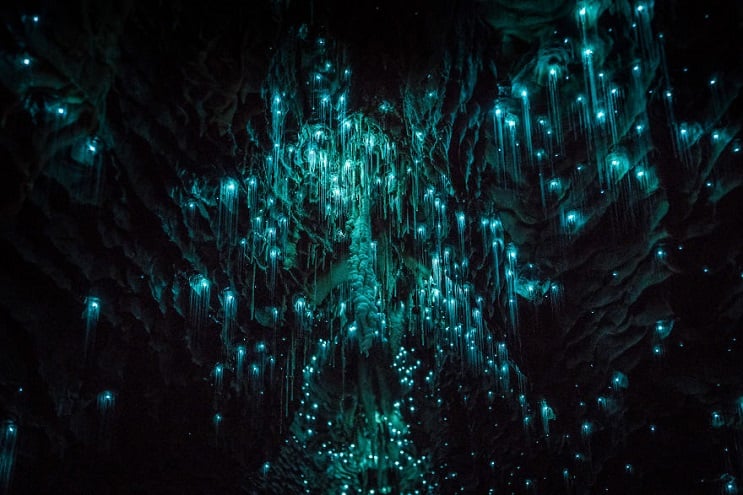 cuevas glowworms, nueva zelanda