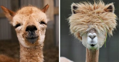 15 Divertidas imágenes de alpacas que demuestran que son las más geniales