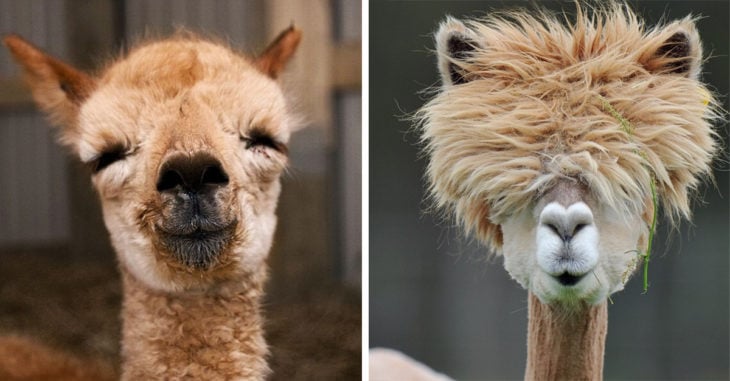 Imágenes de alpacas que te harán sonreír todo el día
