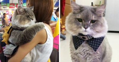 Conozcan a Bone Bone, el gato más esponjoso del mundo; ¡todos quieren cargarlo!