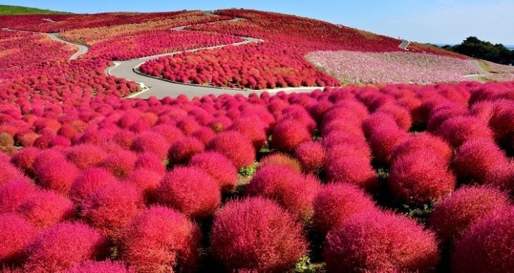 hitachi seaside park, japón