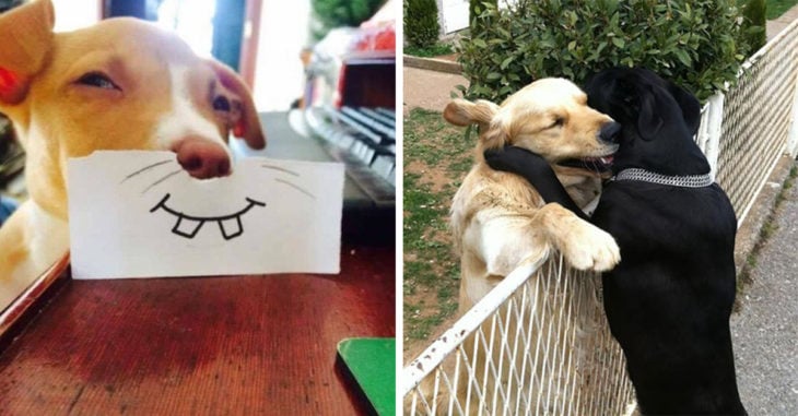 20 Divertidas imágenes que demuestran por qué amamos tanto a los perros
