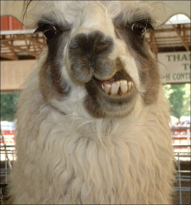 llama feliz 10