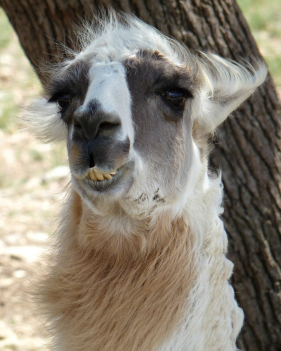 llama feliz 11