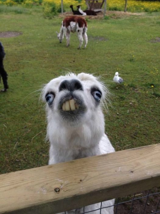 llama feliz 13