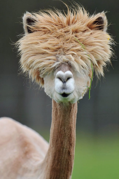 llama feliz 14