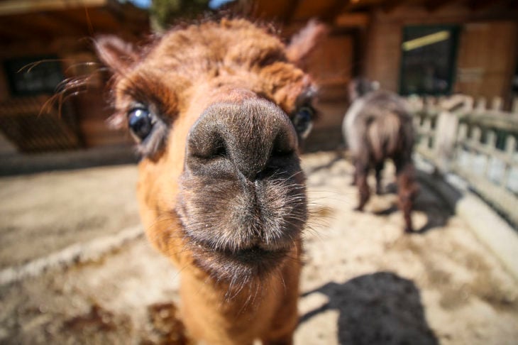 llama feliz 2