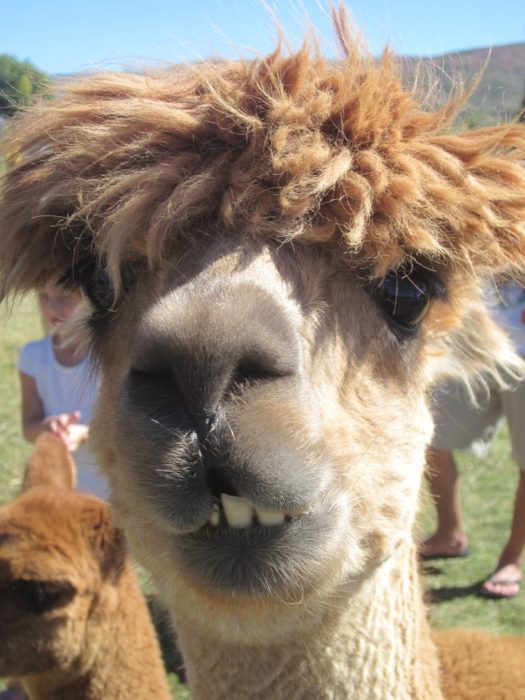 llama feliz 3