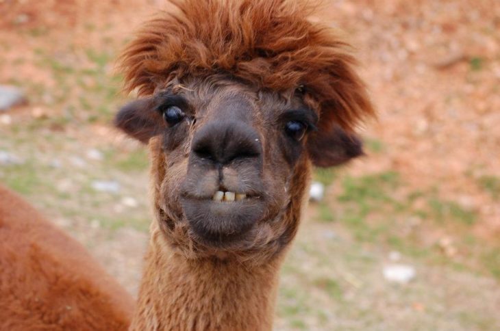 llama feliz 6