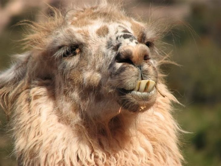 llama feliz 7