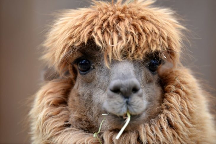 llama feliz 8