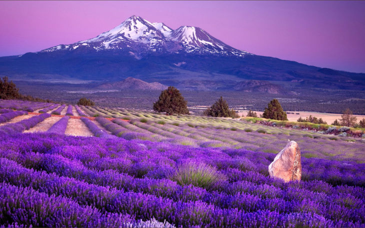 los campos de lavanda en francia