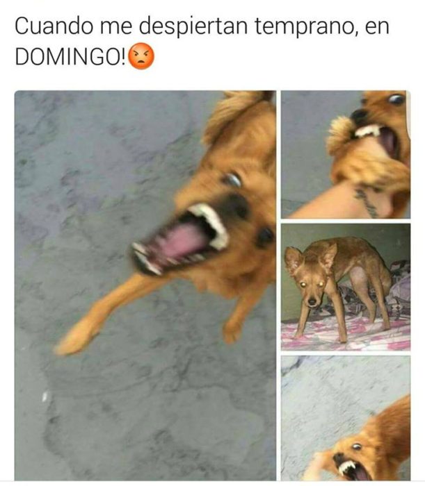 me despiertan en domingo