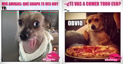 20 divertidos memes de perros que te harán llorar de risa