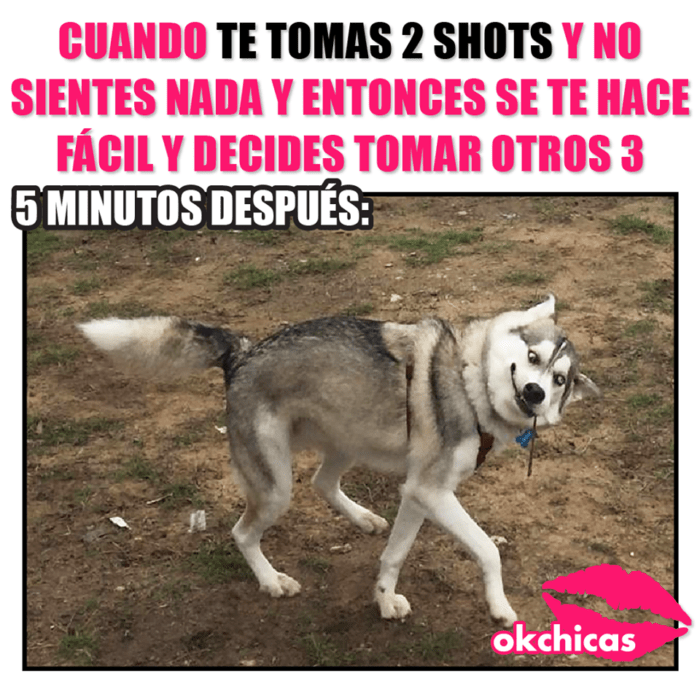 Meme okchicas de perritos 