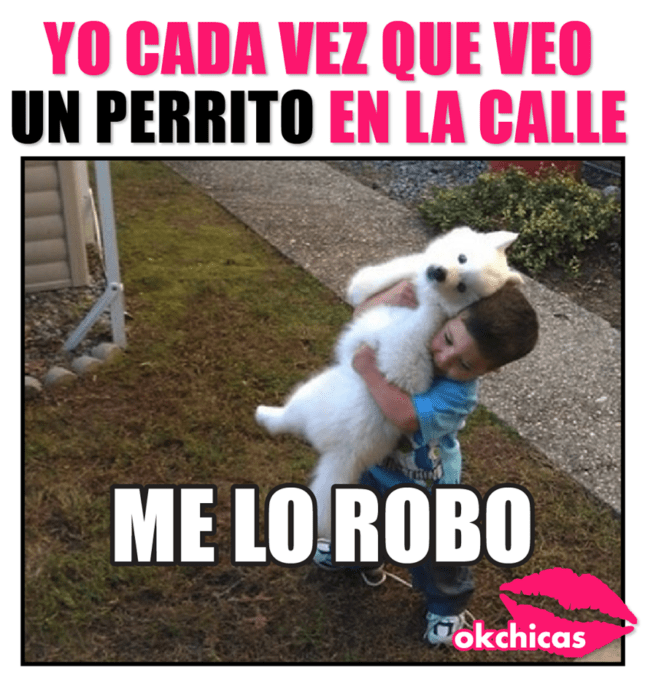 Meme okchicas de perritos 